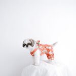 dog couture brand