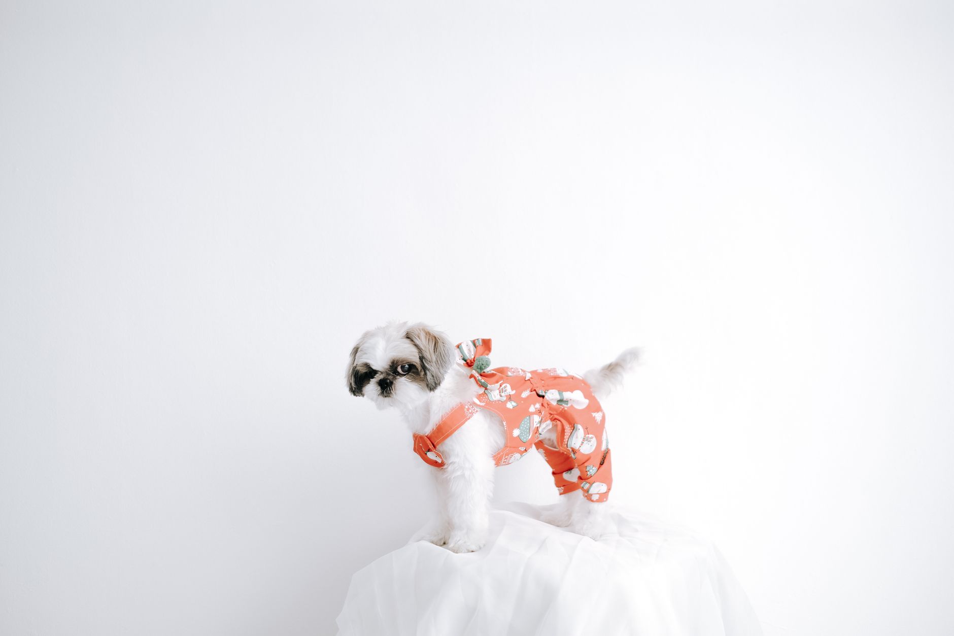 dog couture brand